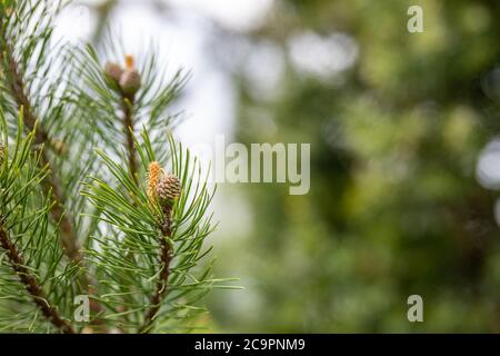 Tannenbaum Brunch in der Nähe. Geringer Fokus. Flauschiger Tannenbaum-Brunch aus nächster Nähe. Weihnachtstapete Konzept. Speicherplatz kopieren. Immergrüne Natur Nahaufnahme mit Unschärfe Stockfoto