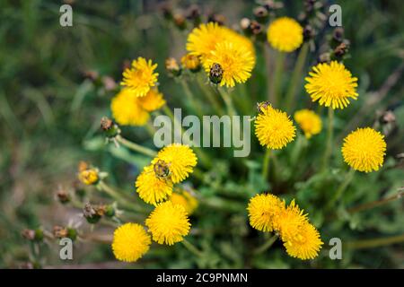 Löwenzahn, Grünes Feld mit gelben Löwenzahn. Wilde Blumen aus der Nähe. Stockfoto