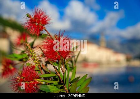 Verschwommener Blick auf die Bucht von Kotor mit einer malerischen Stadt Perast, Montenegro im Hintergrund und roten Flaschenbürstenblumen im Vordergrund an einem sonnigen Sommertag Stockfoto