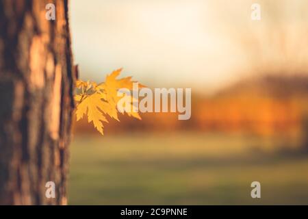 Herbstbaum und Blatt Nahaufnahme auf Baumstamm mit verschwommenem Herbst Landschaft Hintergrund. Ruhige saisonale Natur, Sonnenlicht, helle Natur aus der Nähe Stockfoto