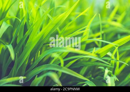 Frisches grünes Gras Hintergrund in sonnigen Sommertag im Park Stockfoto