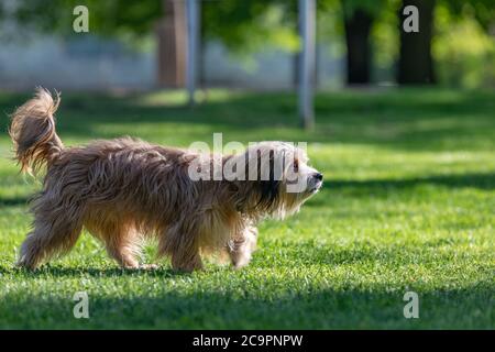 Schöner junger havanesischer Hund sitzt im Spätsommer auf einem grünen Grasfeld im Wald bei weichem Licht Stockfoto