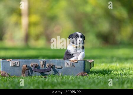 Border Collie Welpen in der Natur. Liebenswert Porträt von erstaunlich gesund und glücklich schwarz und weiß Grenze Collie Welpe Stockfoto