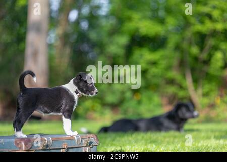 Border Collie Welpen in der Natur. Liebenswert Porträt von erstaunlich gesund und glücklich schwarz und weiß Grenze Collie Welpe Stockfoto