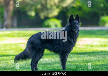 Schöne Spaß Groenendael Hund Fokussierung. Schwarzer belgischer Schäferhund Groenendael Herbstporträt. Sommerportrait des schwarzen groenendael-Hundes mit grüner Natur Stockfoto