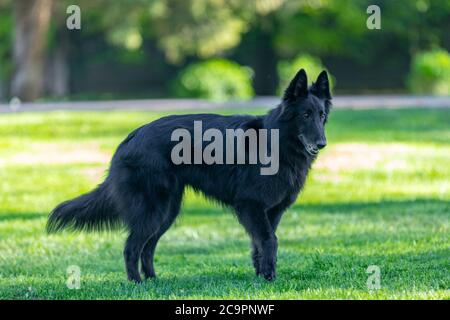 Schöne Spaß Groenendael Hund Fokussierung. Schwarzer belgischer Schäferhund Groenendael Herbstporträt. Sommerportrait des schwarzen groenendael-Hundes mit grüner Natur Stockfoto