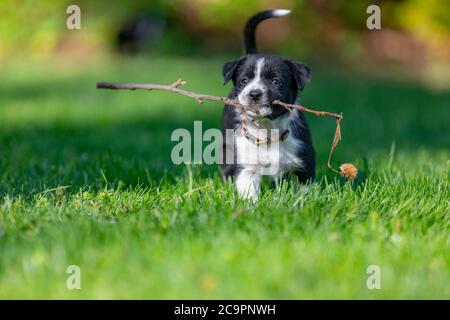 Border Collie Welpen in der Natur. Liebenswert Porträt von erstaunlich gesund und glücklich schwarz und weiß Grenze Collie Welpe Stockfoto