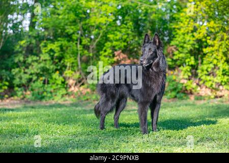 Schöne Spaß Groenendael Hund Fokussierung. Schwarzer belgischer Schäferhund Groenendael Herbstporträt. Sommerportrait des schwarzen groenendael-Hundes mit grüner Natur Stockfoto