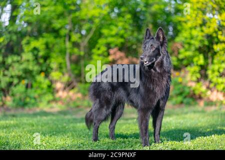 Schöne Spaß Groenendael Hund Fokussierung. Schwarzer belgischer Schäferhund Groenendael Herbstporträt. Sommerportrait des schwarzen groenendael-Hundes mit grüner Natur Stockfoto