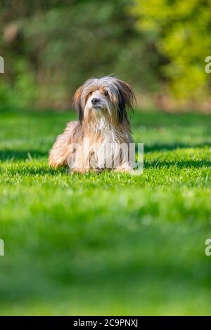 Schöner junger havanesischer Hund sitzt im Spätsommer auf einem grünen Grasfeld im Wald bei weichem Licht Stockfoto