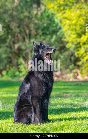 Schöne Spaß Groenendael Hund Fokussierung. Schwarzer belgischer Schäferhund Groenendael Herbstporträt. Sommerportrait des schwarzen groenendael-Hundes mit grüner Natur Stockfoto