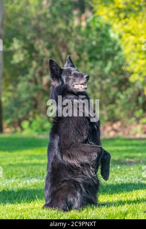 Schöne Spaß Groenendael Hund Fokussierung. Schwarzer belgischer Schäferhund Groenendael Herbstporträt. Sommerportrait des schwarzen groenendael-Hundes mit grüner Natur Stockfoto