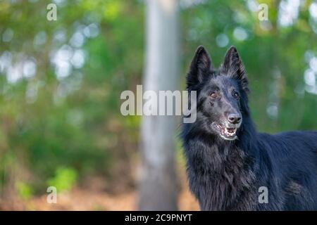 Schöne Spaß Groenendael Hund Fokussierung. Schwarzer belgischer Schäferhund Groenendael Herbstporträt. Sommerportrait des schwarzen groenendael-Hundes mit grüner Natur Stockfoto