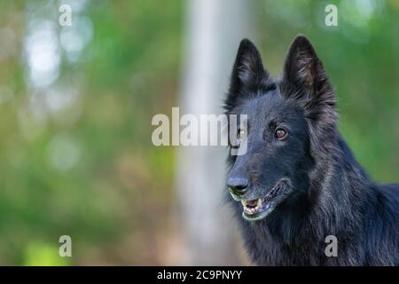 Schöne Spaß Groenendael Hund Fokussierung. Schwarzer belgischer Schäferhund Groenendael Herbstporträt. Sommerportrait des schwarzen groenendael-Hundes mit grüner Natur Stockfoto