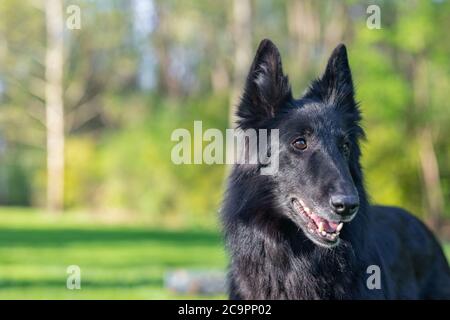 Schöne Spaß Groenendael Hund Fokussierung. Schwarzer belgischer Schäferhund Groenendael Herbstporträt. Sommerportrait des schwarzen groenendael-Hundes mit grüner Natur Stockfoto