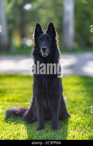 Schöne Spaß Groenendael Hund Fokussierung. Schwarzer belgischer Schäferhund Groenendael Herbstporträt. Sommerportrait des schwarzen groenendael-Hundes mit grüner Natur Stockfoto