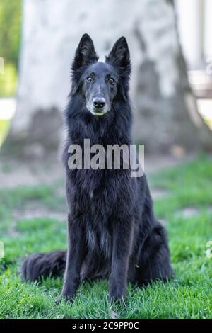 Schöne Spaß Groenendael Hund Fokussierung. Schwarzer belgischer Schäferhund Groenendael Herbstporträt. Sommerportrait des schwarzen groenendael-Hundes mit grüner Natur Stockfoto