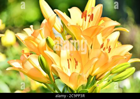 Viele lebendige orange Blüten von Lilium oder Lilie in einem sonnigen Sommertag, schöne Outdoor-floralen Hintergrund. Hochauflösendes Foto. Volle Schärfentiefe. Stockfoto