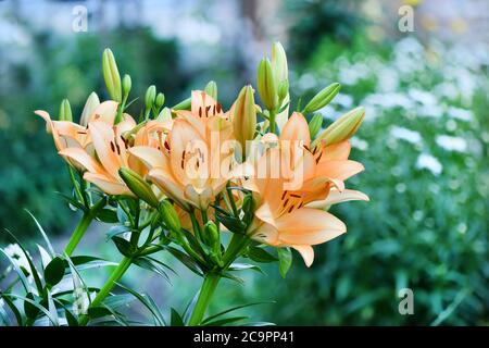 Viele lebendige orange Blüten von Lilium oder Lilie in einem sonnigen Sommertag, schöne Outdoor-floralen Hintergrund. Hochauflösendes Foto. Volle Schärfentiefe. Stockfoto