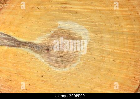 Blick von oben auf die Oberfläche des frischen Stumpf mit jahresringe Nahaufnahme. Für den Einsatz als Hintergrund. Hochauflösendes Foto. Volle Tiefenschärfe. Stockfoto