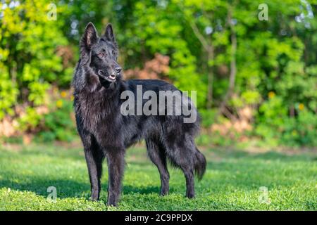 Schöne Spaß Groenendael Hund Fokussierung. Schwarzer belgischer Schäferhund Groenendael Herbstporträt. Sommerportrait des schwarzen groenendael-Hundes mit grünem Park Stockfoto