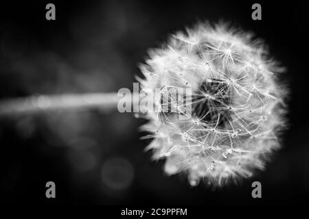 Weißer Löwenzahn auf schwarzem Hintergrund. Löwenzahn Blume auf schwarzem Hintergrund Stockfoto