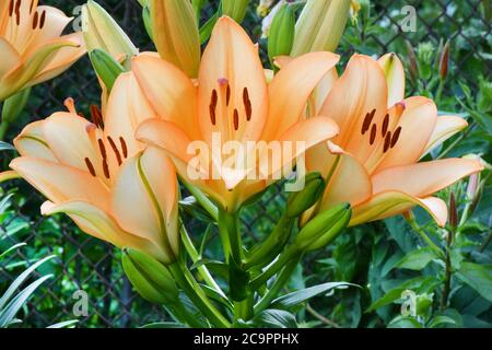 Viele lebendige orange Blüten von Lilium oder Lilie in einem sonnigen Sommertag, schöne Outdoor-floralen Hintergrund. Hochauflösendes Foto. Volle Schärfentiefe. Stockfoto