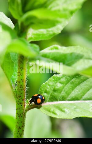 Makro eines asiatischen Marienkäfer (Harmonia axyridis, Coccinellidae), auch bekannt als "Multifarben" oder "Harlekin Marienkäfer", im Garten auf einem Blatt. Hohe RE Stockfoto