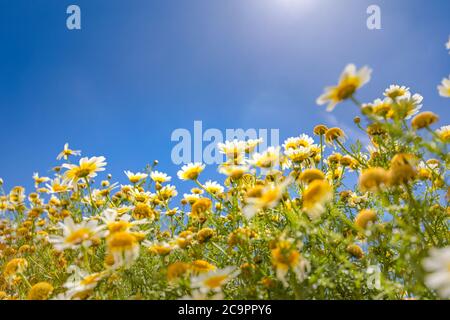 Feld der Gänseblümchen, blauer Himmel und Sonne. Schöne Feldwiesenblumen Kamille, blaue Wilderbsen am Morgen gegen blauen Himmel mit Wolken, Naturlandschaft Stockfoto