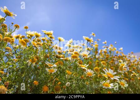 Feld der Gänseblümchen, blauer Himmel und Sonne. Schöne Feldwiesenblumen Kamille, blaue Wilderbsen am Morgen gegen blauen Himmel mit Wolken, Naturlandschaft Stockfoto