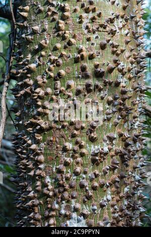 Schützende Dornen auf dem Stamm eines jungen ceiba-Baumes, Ceiba pentandra, in den Ruinen der Maya-Stadt Ek Balam in Yucatan, Mexiko. Stockfoto