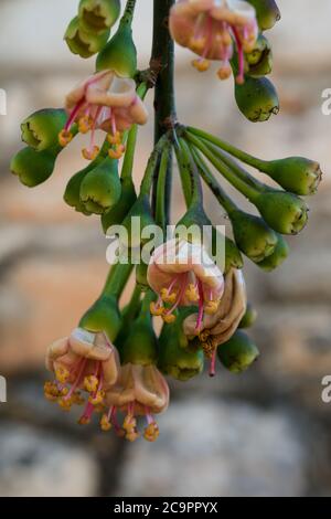 Die bunten Orangenblüten eines ceiba-Baumes, Ceiba pentandra, in den Ruinen der Maya-Stadt Ek Balam in Yucatan, Mexiko. Stockfoto