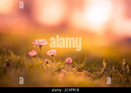 Abstrakte Frühlingslandschaft. Naturkulisse. Schöne Wiese mit wilden Blumen über Sonnenuntergang. Frühling in einem Wald Nahaufnahme in Sonnenlicht in der Natur Stockfoto