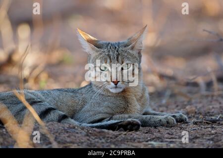 Porträt von eine afrikanische Wildkatze (Felis Silvestris Lybica), Kalahari-Wüste, Südafrika Stockfoto