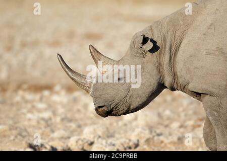 Porträt eines schwarzen Nashorns (Diceros Bicornis), Etosha Nationalpark, Namibia Stockfoto