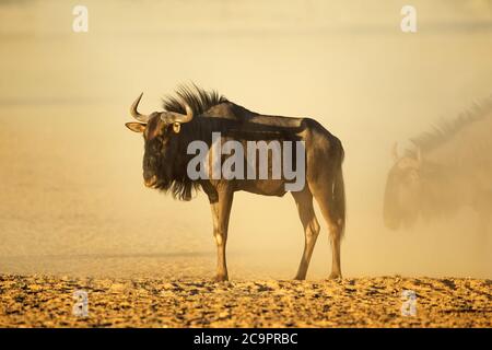 Ein blauer Gnus (Connochaetes taurinus) im Staub bei Sonnenuntergang, Kalahari Wüste, Südafrika Stockfoto