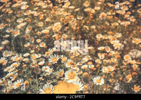 Auf der Wiese wachsen wilde Gänseblümchen. Wiese mit vielen weißen und rosa Frühlingsblumenblumen. Panoramischer Frühling Webbanner. Stockfoto