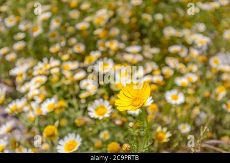 Auf der Wiese wachsen wilde Gänseblümchen. Wiese mit vielen weißen und rosa Frühlingsblumenblumen. Panoramischer Frühling Webbanner. Stockfoto