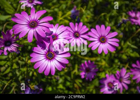 Helle Sommerwiese in der Natur in den Strahlen des Sonnenlichts. Sommer Frühling Nahaufnahme eines Makros. Kunst Sommer florale Landschaft; schöne Sommer Natur Stockfoto