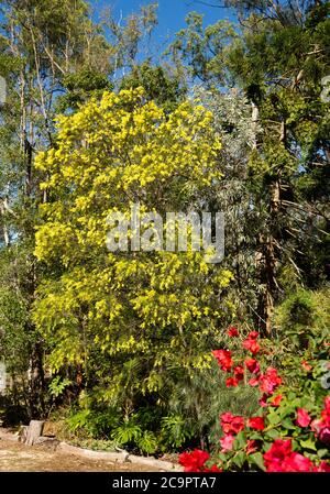 Acacia fimbriata, Brisbane Wattle, australischer Baum, bedeckt mit Massen von gelben Blumen im Buschland-Garten unter blauem Himmel Stockfoto