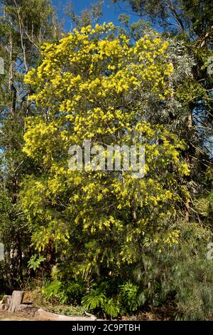 Acacia fimbriata, Brisbane Wattle, australischer Baum, bedeckt mit Massen von gelben Blumen im Buschland-Garten unter blauem Himmel Stockfoto