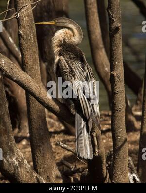 Schlangenhals-Darter, Anhinga novaehollandiae, thront auf Zweig des Baumes in Australien Stockfoto