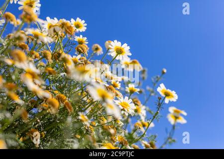 Feld der Gänseblümchen, blauer Himmel und Sonne. Sommerfeld mit weißen Gänseblümchen am blauen Himmel Stockfoto