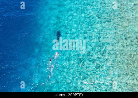 Menschen schnorcheln mit einem Walhai. Fantastische Luftaufnahme, Indischer Ozean Lagune Korallenriff, Malediven Inseln Luxus Freizeit Wassersport Aktivität