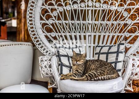 Katze auf Stuhl, Symbol für Komfort. Faule Katze im Sessel. Eine sehr müde graue tabby Katze schläft bequem im Thronstuhl. Stockfoto