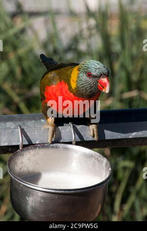 Canberra Australien, Grau-Grün Rainbow Lorikeet Milch aus dem Futterhäuschen trinken Stockfoto