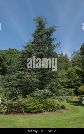 Sommer Blatt eines Evergreen Nadelbaum Blauen Atlas Zedernbaum (Cedrus atlantica 'Glauca') wächst in einem Garten in Rural Devon, England, Großbritannien Stockfoto