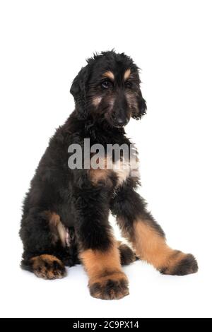 Afghan hound Welpen vor weißem Hintergrund Stockfoto