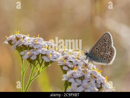 Ein schöner Blauer Schmetterling, der auf Yarrow ruht. Stockfoto