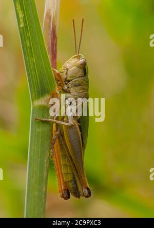 Eine gewöhnliche grüne Heuschrecke, die auf dem Stamm eines hohen Grases ruht Stockfoto